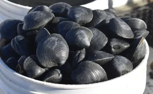 Shellfish story thumbnail
