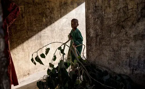 A boy carrying leaves to feed animals at an informal settlement for displaced people on the outskirts of Maiduguri, capital of Borno State in northern Nigeria. Image by Glenna Gordon. 2017.