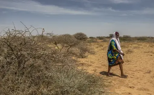 Faisa Abdi Alleh walks to her farm in Beer, Somalia, which was devastated by locusts. Image by Will Swanson / For The Times. Somalia, 2020. Faisa Abdi Alleh walks to her farm in Beer, Somalia, which was devastated by locusts. Image by Will Swanson / For The Times. Somalia, 2020.