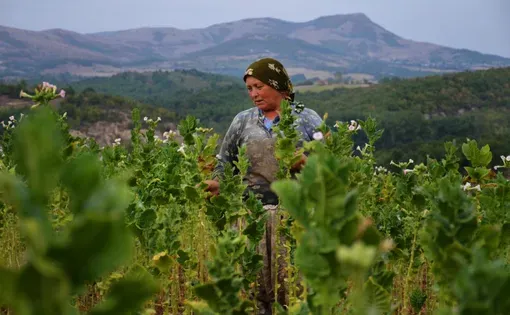 Image by Dimiter Kenarov. Bulgaria, 2011.