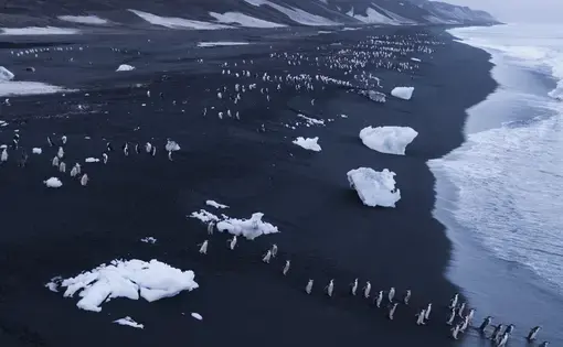 The Antarctic Peninsula, where about three million pairs of penguins breed, is one of the most quickly warming areas on the planet; its average temperature has increased by five degrees Fahrenheit over the past 75 years. Many scientists believe that this warming will endanger some penguin colonies in two ways: dwindling food and loss of nesting habitats. On the rocky shores of Deception Island, where the penguins breed, they need cold, dry land for their eggs to survive, but rising temperatures have introduced rain and pools of water to nesting sites. And because of the rapid loss of sea ice, krill — the tiny crustaceans that serve as penguins’ main source of food — can’t sustain the large colonies they need to thrive. The penguin population of Baily Head, in the northern part of Antarctica, seems to have dropped from 85,000 breeding pairs in 2003 to 52,000 seven years later, a decline of almost 40 percent. Scientists fear that as warm water shifts farther south along other coastal regions, larger… Media file: 4_antarctica_01_copy.jpg