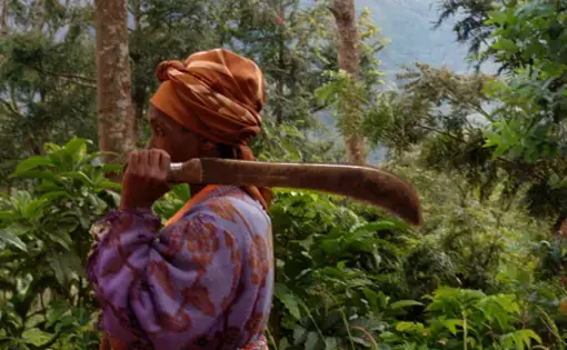Gishwati Forest - Rwanda