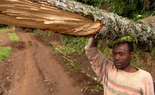 Loss of trees, loss of livelihood - Rwanda