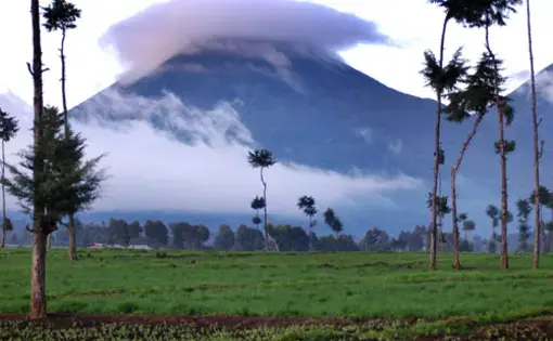 Virungas Parc National des Volcans - Rwanda