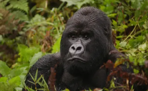Parc National des Volcans - Rwanda, Kinigi
