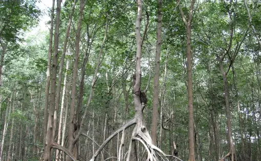 Media file: A healthy mangrove forest near La Tirana.JPG