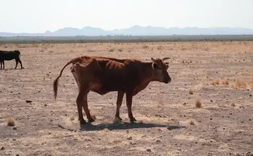 Media file: Chihuahua drought 007.JPG