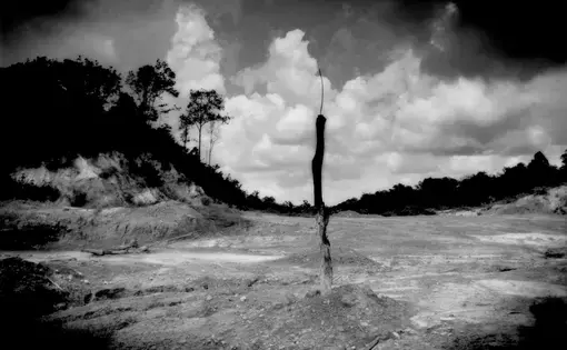 Excessive logging and oil palm plantations are destroying Malaysia's forests. Image by James Whitlow Delano. Malaysia, 2011.