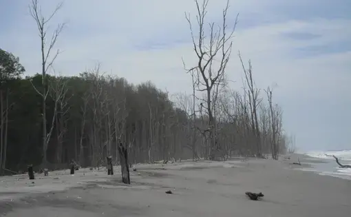 Media file: El-Salvador-Mangrove-treees.JPG