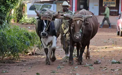 At Organoponico Vivero Alamar in Havana, Cuba, a farm worker follows behind a team of oxen as they traverse the red dirt road that runs through the main part of the farm. Oxen are still used as the main source of labor for activities like hauling and plowing, just one of many old-fashioned, organic and sustainable practices used at the farm. Image by Rachel Southmayd. Havana, Cuba, 2013. Media file: OverviewPhoto.jpg