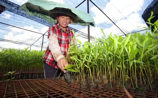 Media file: Paper Pixel - China - Nursery - 031 mjs, mjd, news.JPG