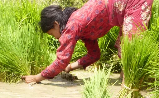 Sanani Balami works in the fields near her home.