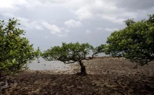 Since the end of World War Two, the world has lost approximately 50% of its mangroves. A few pockets remain in protected areas, such as those in the southern Chinese city of Zhanjiang in Guangdong province. Image by Sean Gallagher, China, 2010.
