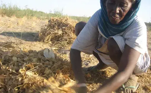 Media file: Sudan_Photo.jpg