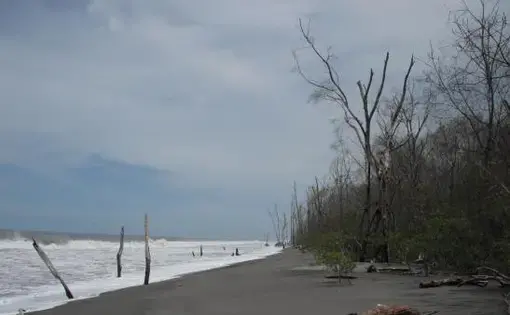 Media file: The remains of a healthy mangrove forest that in 2005 reached out another 1,000ft into where the ocean now is.JPG