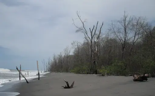 Media file: Tocones son lo que quedan de los manglares cuando ya llegan las olas del Pacifico.JPG