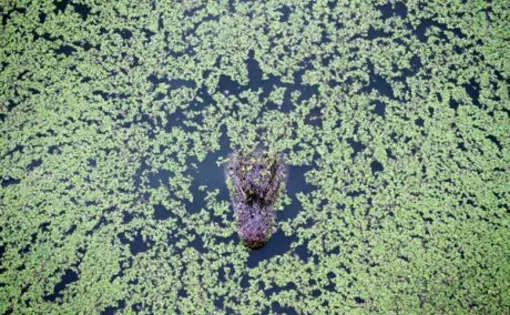 CHINA. A Chinese Alligator (Alligator sinensis) in the Anhui Research Center of Chinese Alligator Reproduction. 2010
