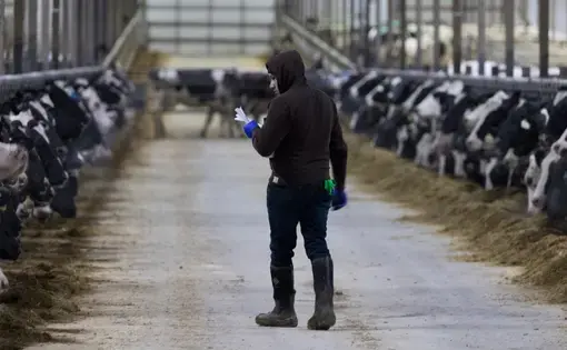 A worker checks on cows at Drake Dairy Inc. in Elkhart Lake. Image by Mark Hoffman. United States, 2019.