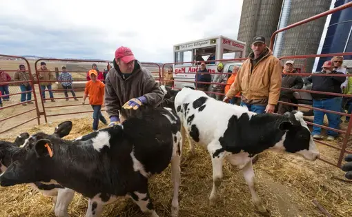 Cory Bidlingmaier, left, and Robert "Stretch" Hull maneuver calves in a pen during an auction. Image by Mark Hoffman. United States, 2019.