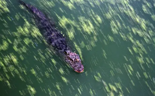 The Chinese Alligator