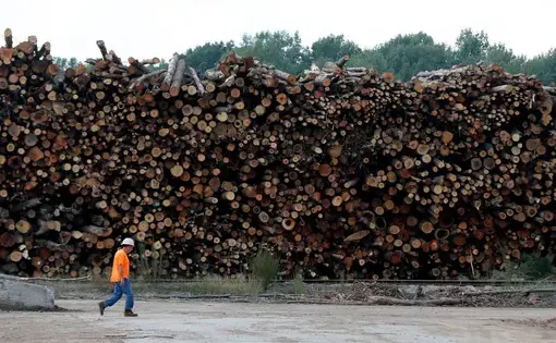 A worker walks past logs stacked at the Enviva plant in Northampton County, N.C. on Tuesday, Sept. 3, 2019. Enviva turns the logs into cylindrical pellets that will be burned for heat and electricity in Europe. Image by Ethan Hyman. United States, 2019.