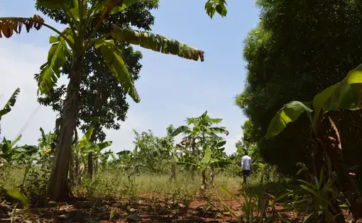 A garden owned by a Walumbe resident in the buffer zone between Lake Victoria and the forest plantation. Image by Annika McGinnis. Uganda, 2019.