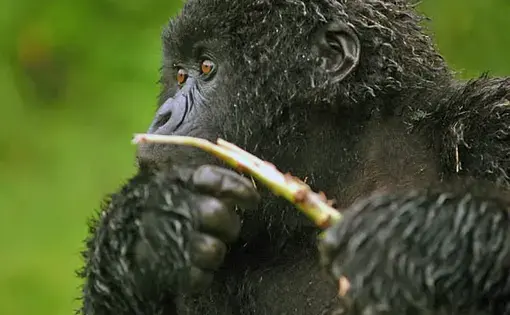 Gorilla - Ruhengeri, Rwanda
