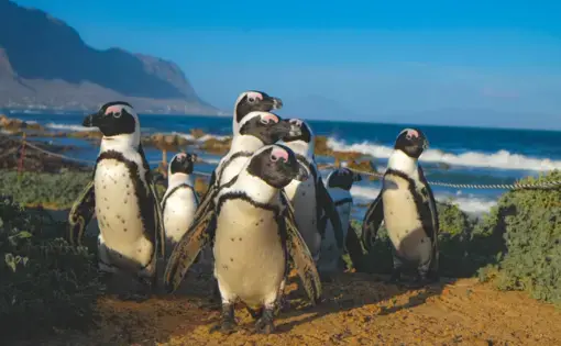 A small group of African penguins on South Africa’s West Coast.