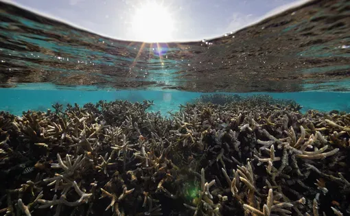 This coral reef has 1