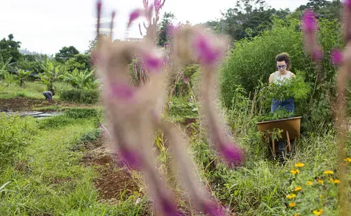 harvesting indigo plant
