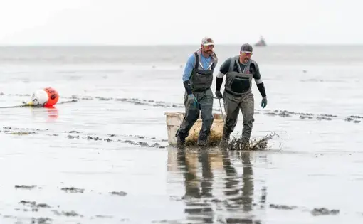 two men in fishing gear drag a plastic container across a muddy beach