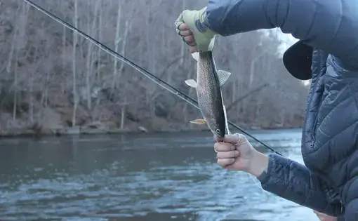 Galen Kipar, owner of Asheville Fly Fishing Company, holds a trout on the Watauga River. Image by Emma Johnson. United States, 2021.