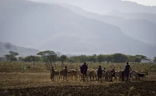 Uganda's Karamojong, a traditional herding people. Uganda, 2011.