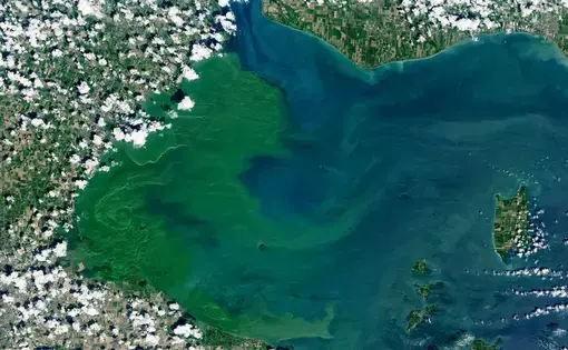 The toxic algae bloom that formed this summer in western Lake Erie was among the most severe that scientists have observed. In a NASA satellite image taken on July 30, 2019, the green medley of plankton and bacteria had grown larger than New York City. Image courtesy of USGS / NASA Landsat. United States, 2019.
