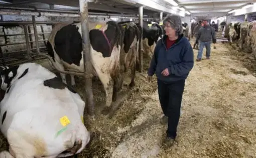 After milking for the final time, Marsha Ryan walks through the barn during an auction at her family's farm in Belleville. The Ryans sold off their dairy livestock and feed and planned to switch to farming corn, beans and some beef cattle. Image by Mark Hoffman / Milwaukee Journal Sentinel. United States, undated.