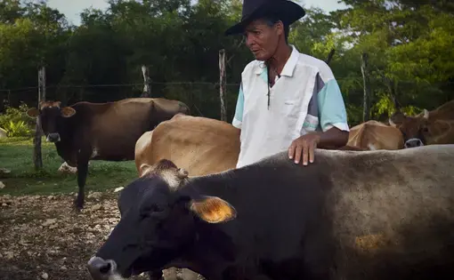 Jamaica milk producers, 2011.