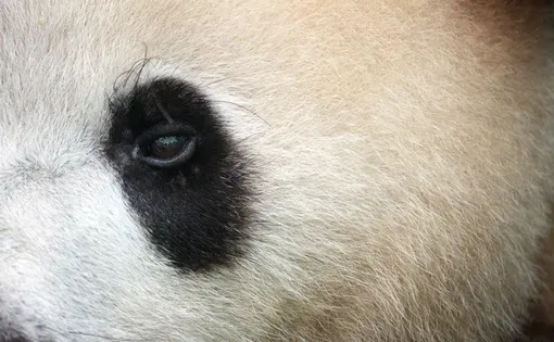 Media file: panda1.JPG