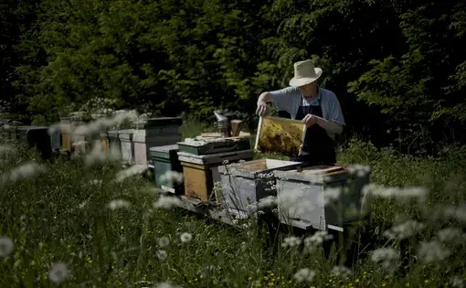 Remus Cenusa is a beekeeper near the Rosia Montan gold mines