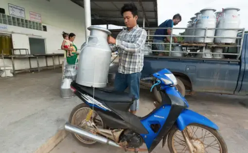A farmer drops off a single can of milk at Prateep Farms in Pak Chong, Thailand. Owner Prateep Kaewnun milks about 400 cows and purchases milk from small farmers in the area. Image by Mark Hoffman. Thailand, 2019.