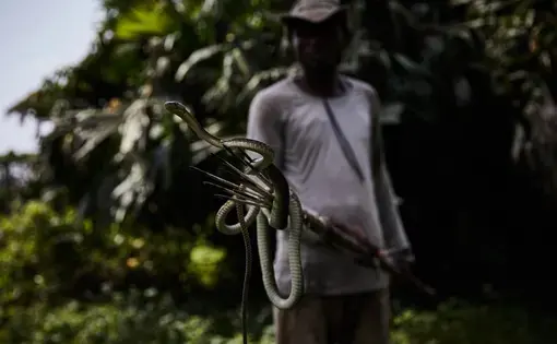 Patrick Atelo displays a live mamba on his fishing spear on the river Ruki after it had been spotted too close for comfort to the village. Image by Hugh Kinsella Cunningham. Congo, 2019. Patrick Atelo displays a live mamba on his fishing spear on the river Ruki after it had been spotted too close for comfort to the village. Image by Hugh Kinsella Cunningham. Congo, 2019.