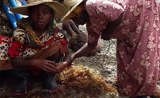 Farmers prepare to plant the higher value species of seaweed, Cottonii, in a deep water farm. Crops in shallow water farms have been failing in Zanzibar due to warming seawater temperatures attributed to climate change. Image by Haley Joelle Ott. Zanzibar, 2017.