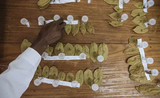 Afrormosia leaf samples in the lab. Image by Sarah Waiswa. Democratic Republic of Congo, 2019.
