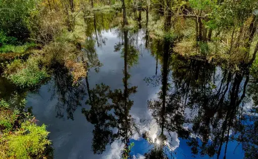 Sterritt Swamp is one of many Horry County watersheds that feed into the Waccamaw River. Image by Jason Lee. United States, undated.