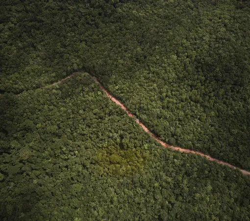 an aerial shot of a skinny line of cleared land cutting through a rainforest