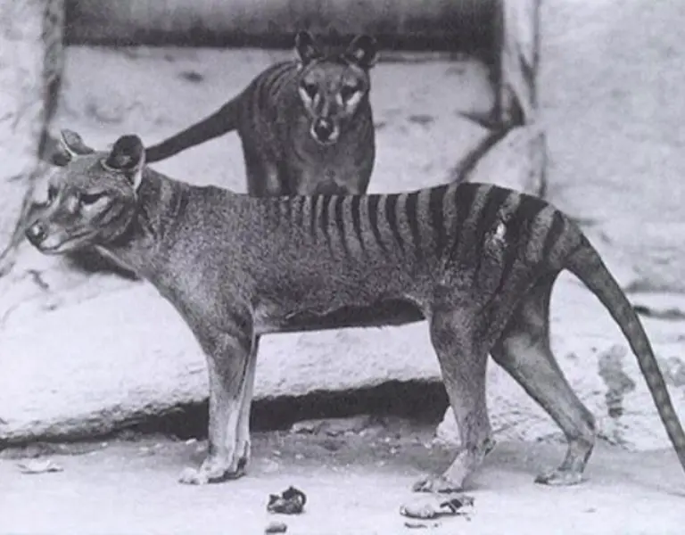 The Obsessive Search for the Tasmanian Tiger | Pulitzer Center