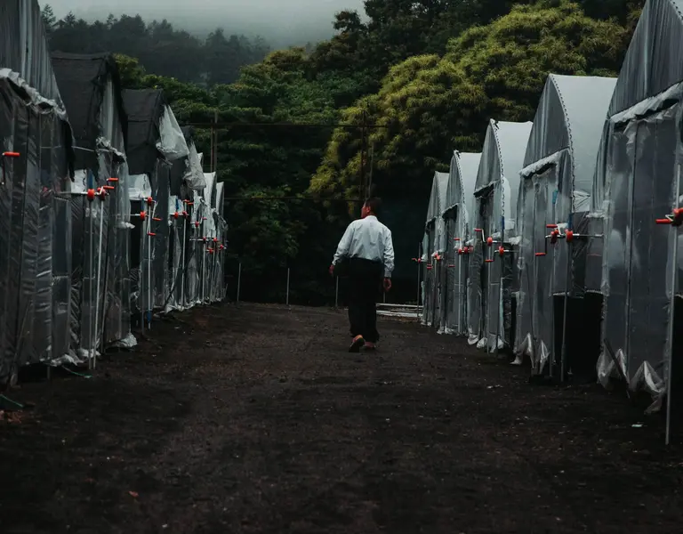 Treating Dementia in Japan How a Mushroom and a Community Work