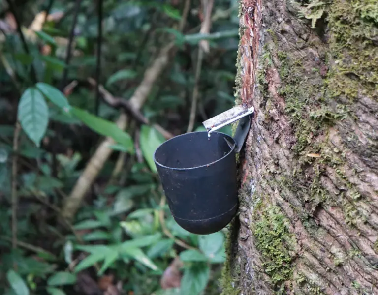 The Green Jobs That Could Help Save the Amazon | Pulitzer Center