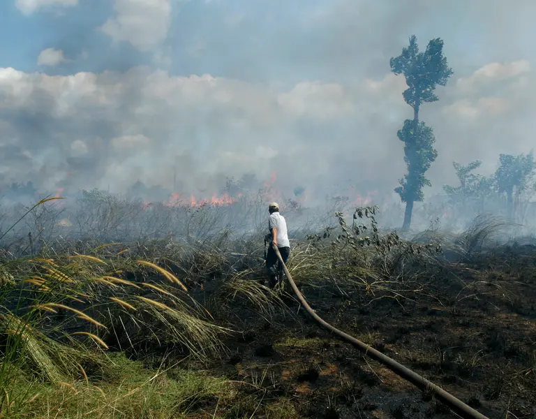 Fighting forest. Пожар в джунглях. Рубашка пожар в джунглях. Леса Индонезии. Лесной пожар на острове Калимантан (1982 г.).