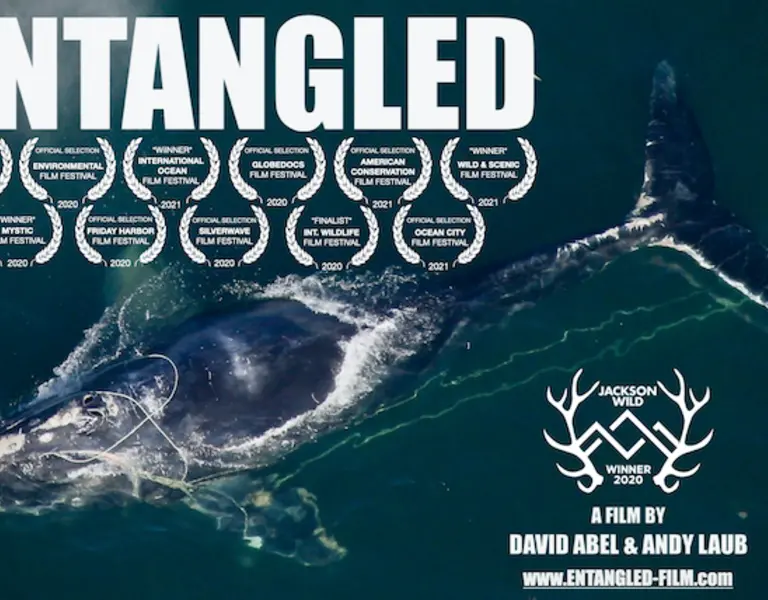 ‘Entangled’ Wins Award at International Ocean Film Festival | Pulitzer ...