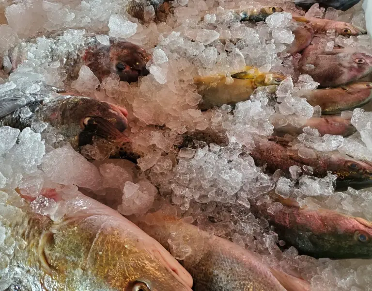 Toxins and Mislabeling Threaten NC Seafood - Vimarsana News